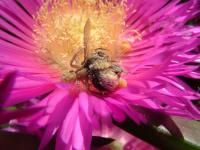 Bumblebee Caught by a Crab Spider
