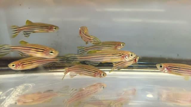 Zebrafish Enjoy Opioids