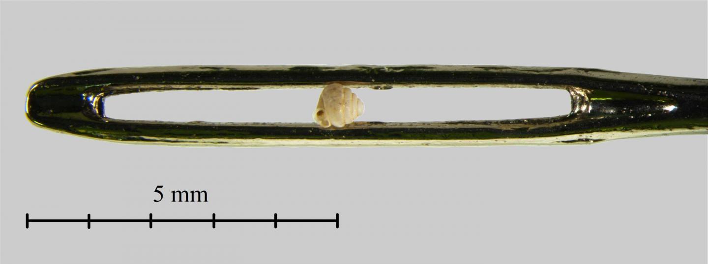 <I>Angustopila dominikae</I>