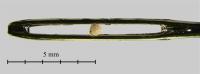 <I>Angustopila dominikae</I>