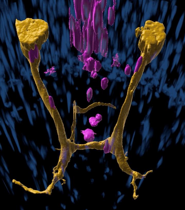 Guidepost-Like Muscle Cells Direct Neural Regeneration in Adult Flatworms (1 of 1)