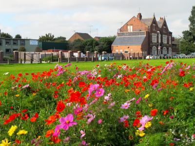 Urban Meadow
