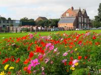 Urban Meadow