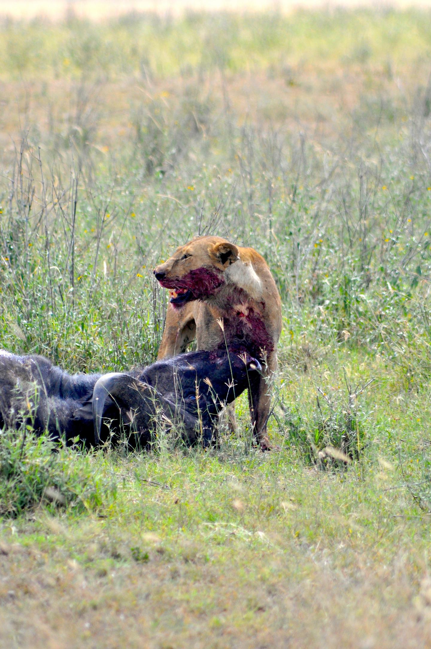 Predator-Prey Pattern Consistent Across Diverse Ecosystems (4 of 6)
