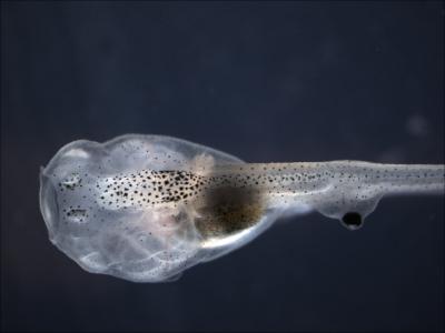 Tadpole Missing Its Native (Normal) Eye, but Has An Ectopic Eye in the Tail
