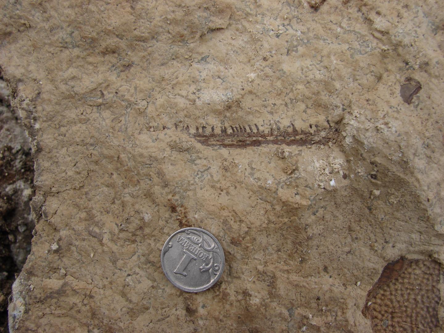 Tetrapod Dentary