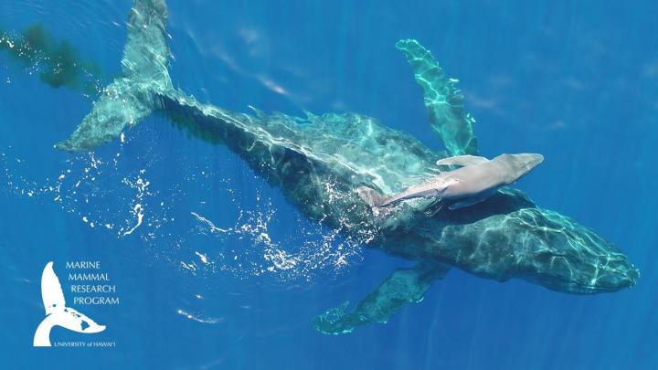 Mother Whale and Calf