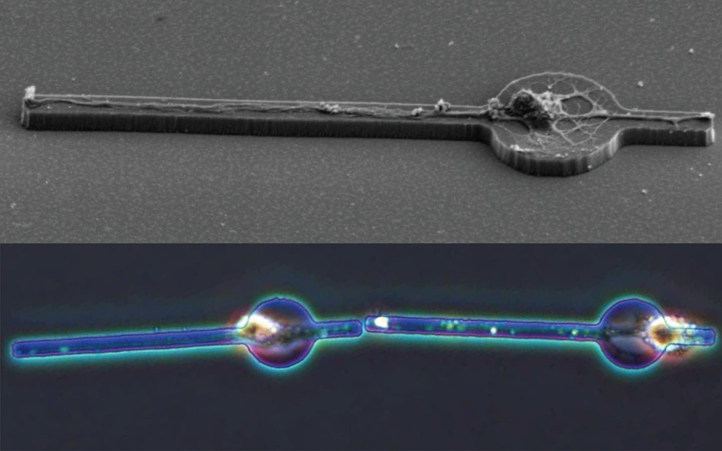 Connection of Single Neurons