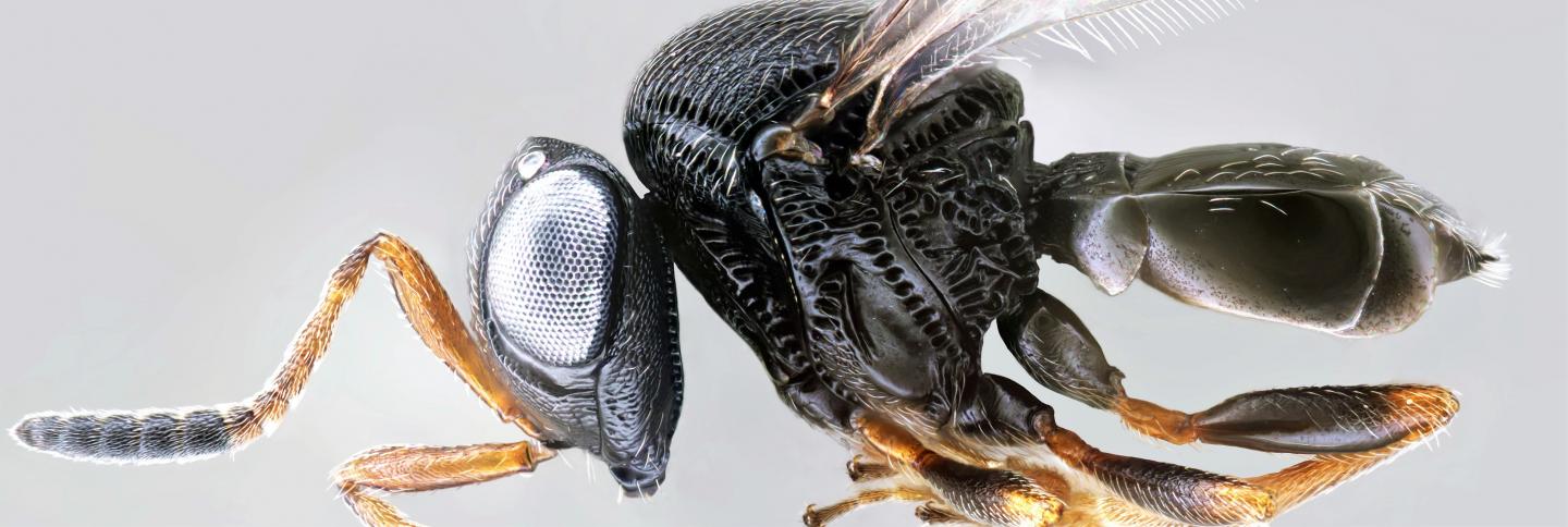 Asian Samurai Wasp