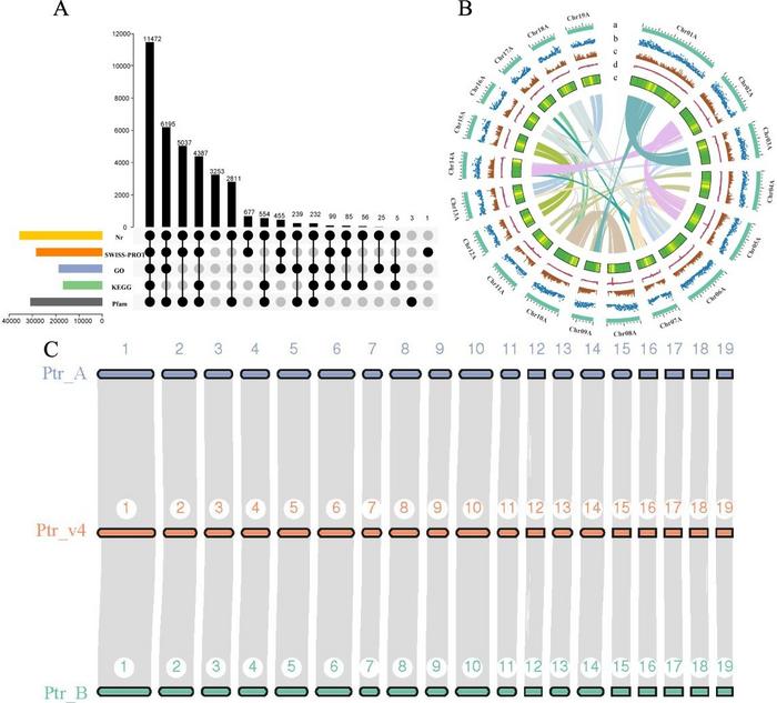 Haplotype-resolved near T2T P. trichocarpa genome assembly.