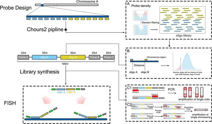 Cost-effective oligo system design schematic.