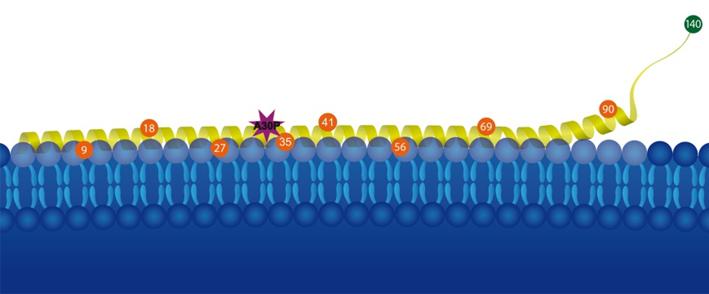 Protein Alpha-Synuclein