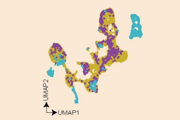The dots represent cells from the bone marrow of a representative patient, who was biopsied at three time points: baseline (colored purple), during interferon treatment (aqua) and off therapy (mustard).