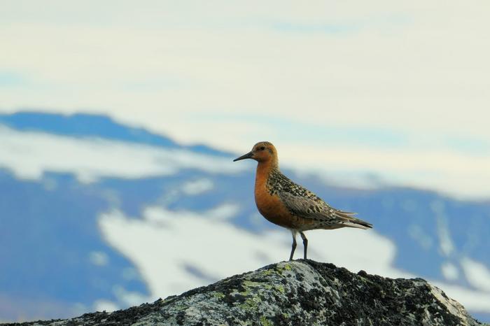 Red Knot Calidris canutus islandica in the breeding grounds.