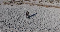 Counting with Drones