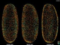 Fly Digital Embryo (2 of 2)