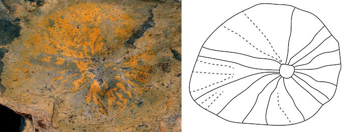 Disc-shaped Fossil