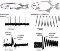 Spikes Versus Oscillations