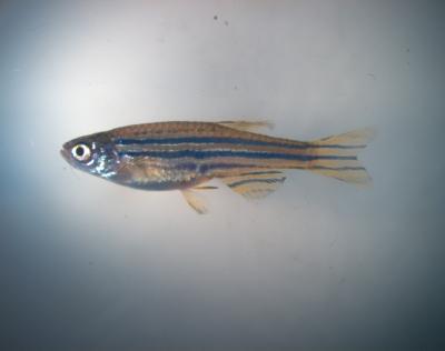 Zebrafish