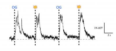 Visually and Optogenetically Induced Brain Waves Are Virtually Identical