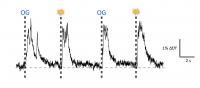 Visually and Optogenetically Induced Brain Waves Are Virtually Identical