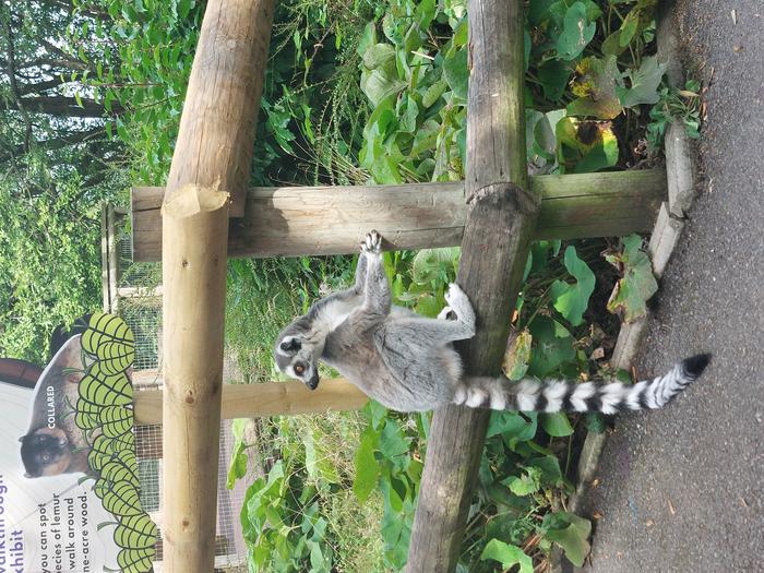 Lemur at Dudley Zoo