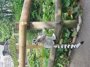 Lemur at Dudley Zoo