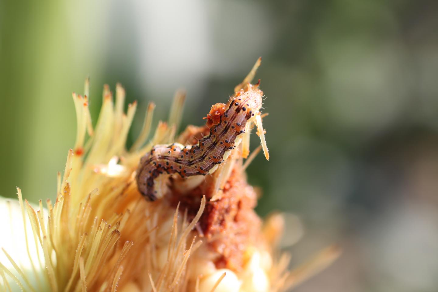 Corn Earworms