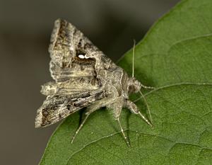 Wing-flapping behavior of Autographa nigrisigna