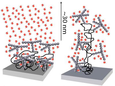 Glycans Structure Water Molecules