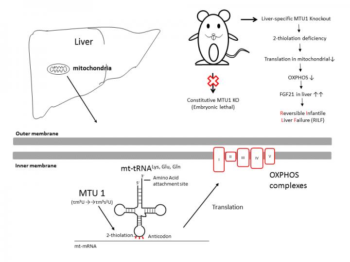 Finding Reversible Infantile Liver Failure Mechanisms