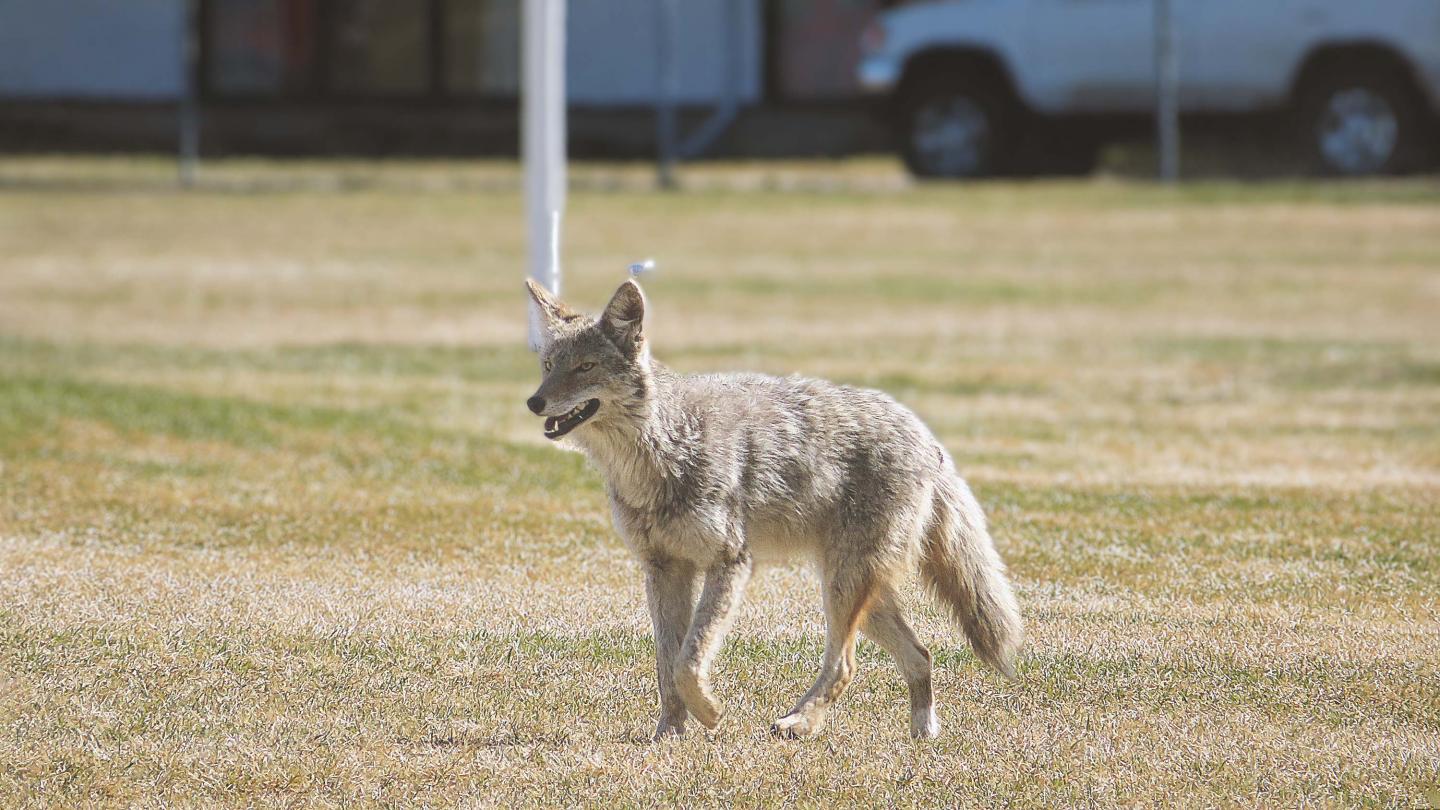 coyote