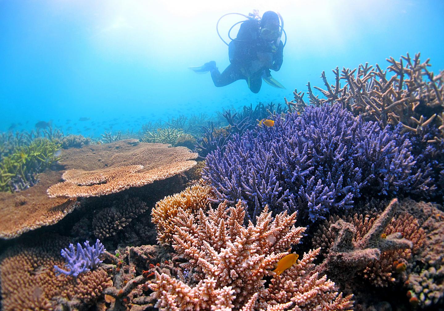 Heat-Tolerant Genes May Rescue Corals from Increasing Temperatures (4 of 8)