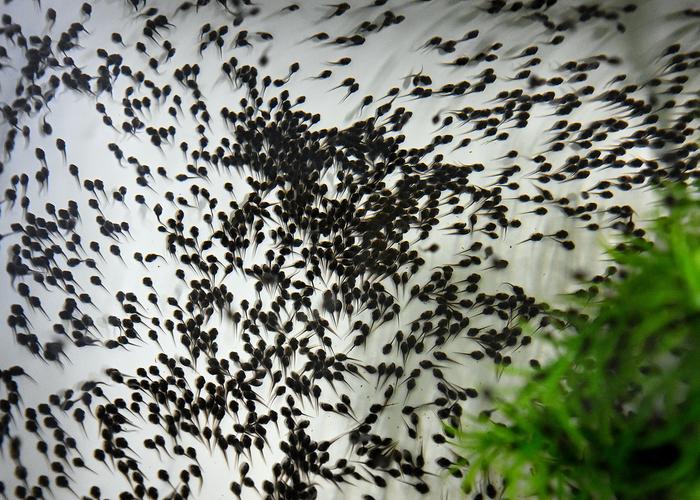 Puerto Rican crested toad tadpoles at Brookfield Zoo Chicago