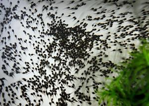 Puerto Rican crested toad tadpoles at Brookfield Zoo Chicago