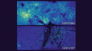 Research image