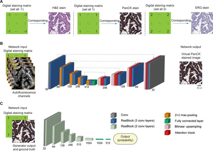 Network architecture of the virtual mIHC staining model.
