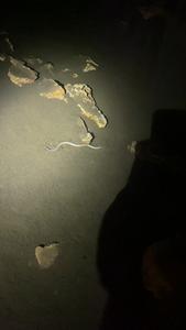 Blind eel in an anchialine cave