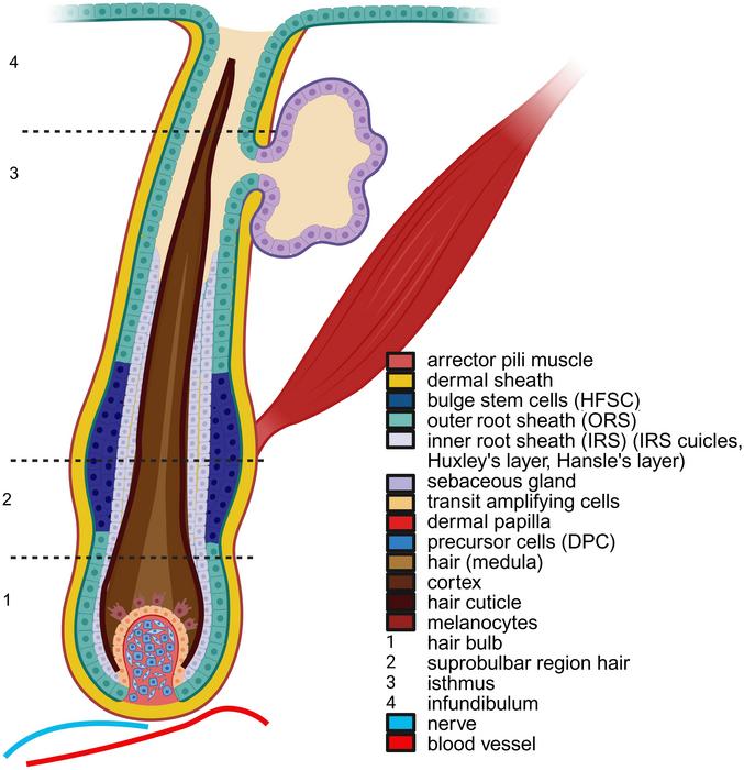 Anatomy of the hair