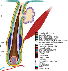 Anatomy of the hair