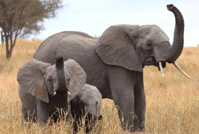 African Elephants Use Their Trunks To Smell Their Surroundings