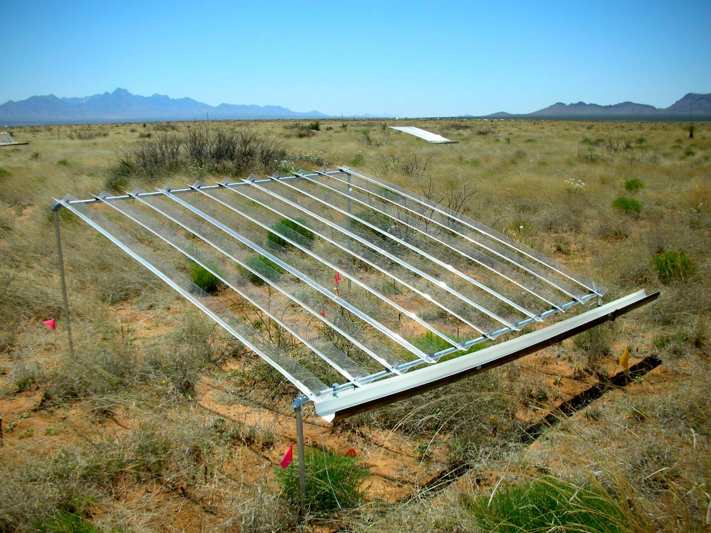 Desert Grassland Study Plot