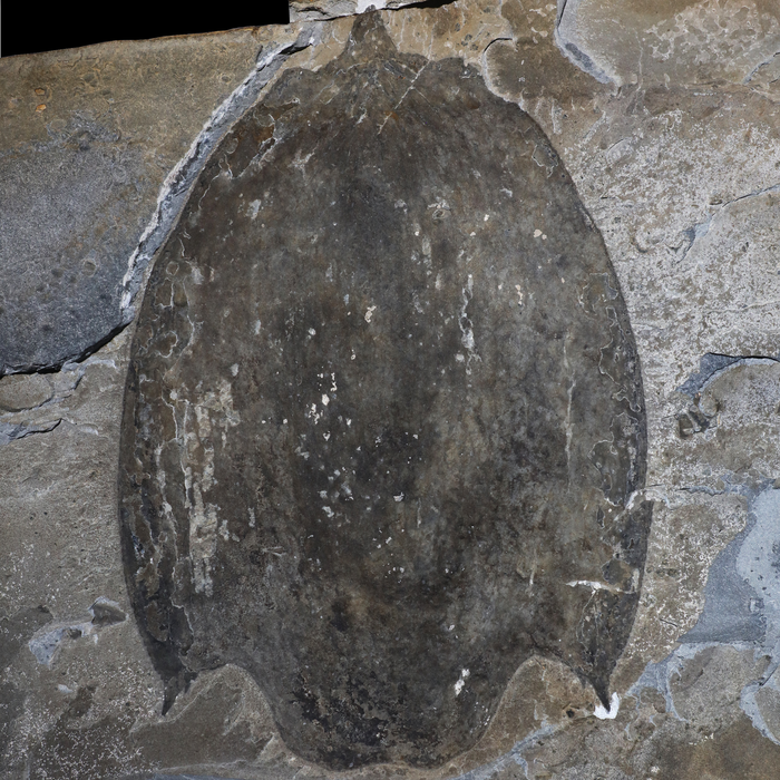 Titanokorys gainesi carapace