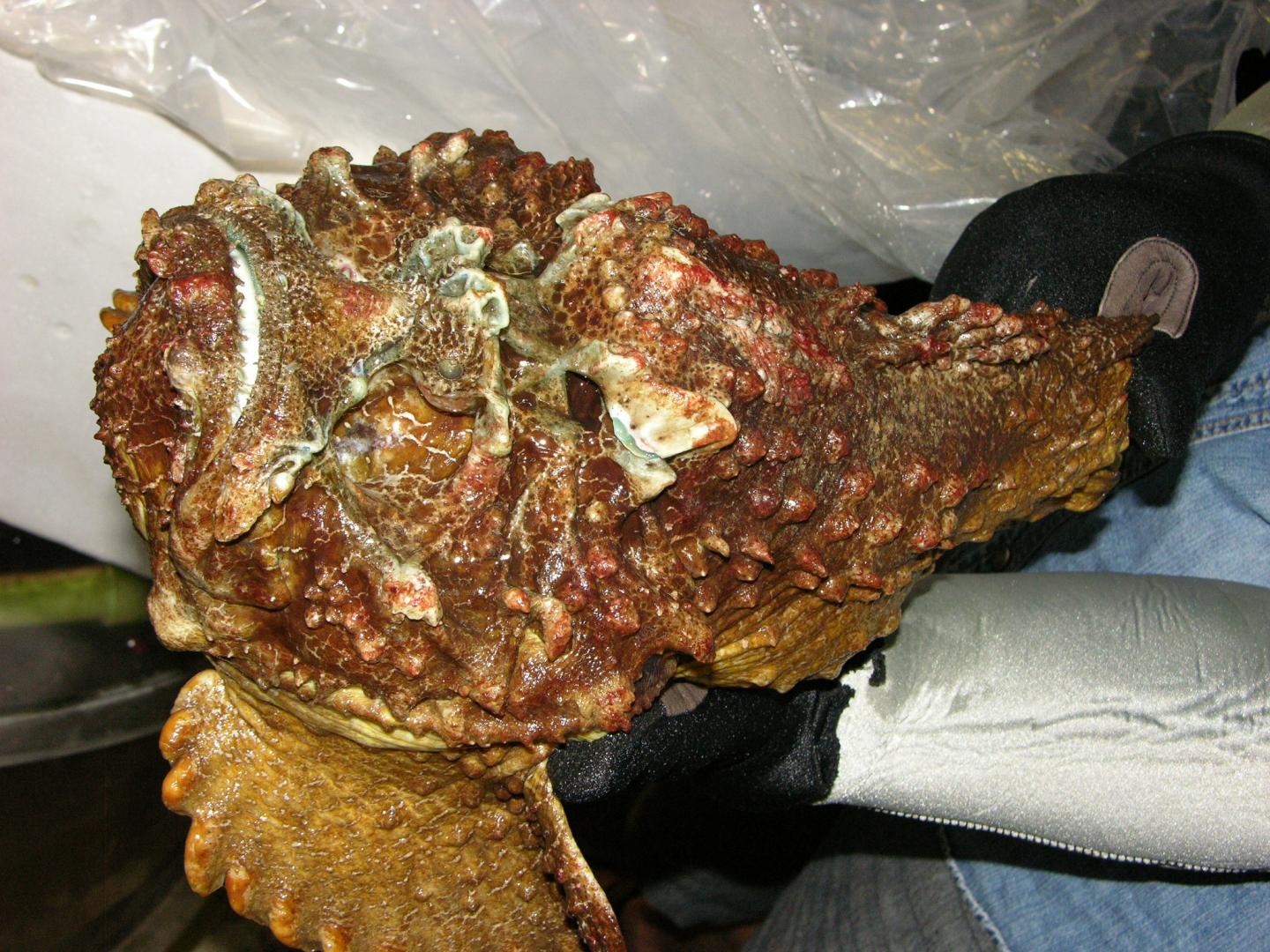 Stonefish