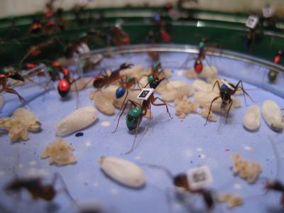 Ants Go Marching, In Order by Age (2 of 10)