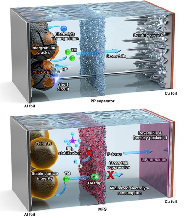 Schematic illustrations of a conventional polypropylene (PP) separator (top) and the molecularly engineered separator (MFS, bottom) in lithium-metal batteries
