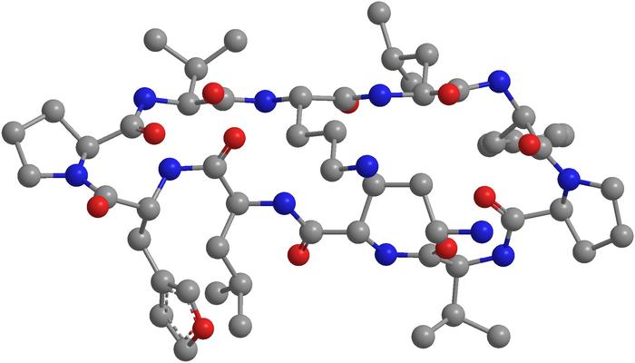 Reversibly Labelable Furyl-Gramicidin S Variant