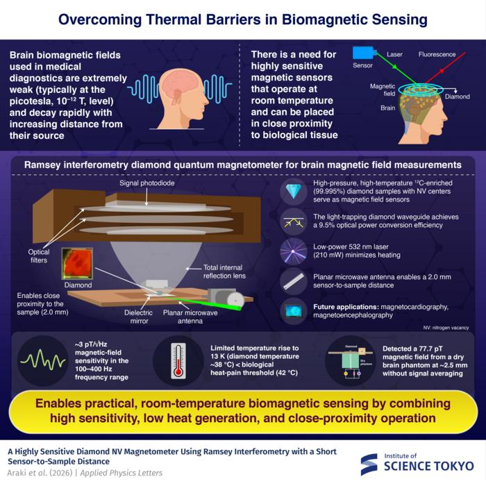 Ramsey-based diamond quantum magnetometer for biomagnetic sensing