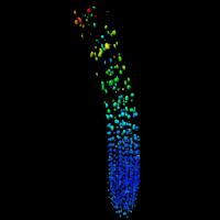 Root tip image