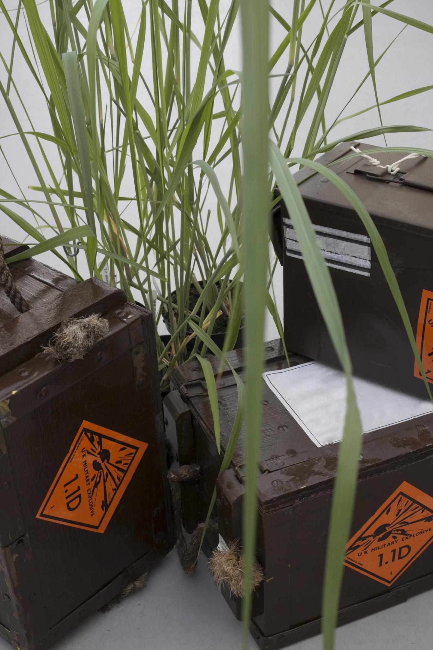 Mutation Protects Plants Against Harmful Explosive, TNT (2 of 4)